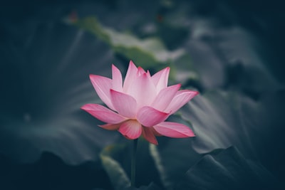Pink lotus flower in full bloom
